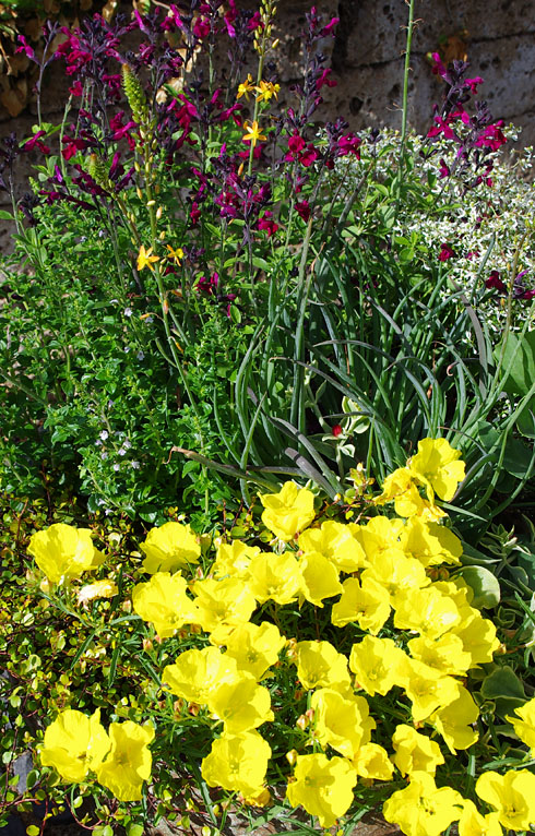 Hitzeprofis Wüstenrose, Bulbine und Salbei