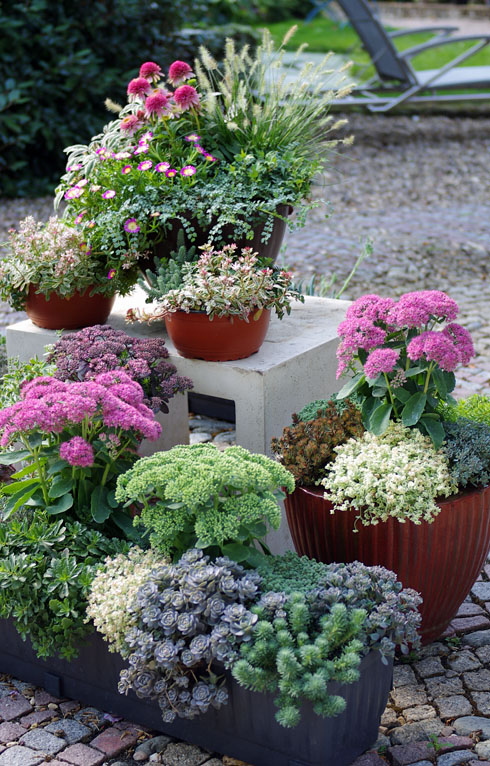 Hitzeprofis Sedum